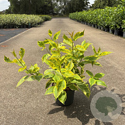 Cornus alba 'Gouchaultii' 40-50 cm 35L