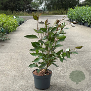Cornus alba Nightfall 40-50 cm 35L