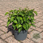 Cornus sericea 'Kelseyi' 20-30 cm 3,5L