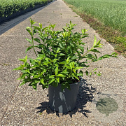 Forsythia int. Week-End 50-60 cm 6,5L