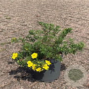 Potentilla f. 'Goldfinger' 25-30 cm 3,5L