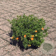 Potentilla f. 'Red Ace' 25-30 cm 3,5L