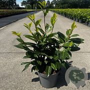 Prunus l. 'Novita' 60-80 cm 5,0L