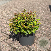 Spiraea jap. 'Goldflame' 20-30 cm 3,5L