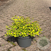 Spiraea jap. 'Golden Princess' 20-30 cm 3,5L