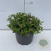 Spiraea jap. 'Little Princess' 20-30 cm 3,5L