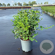 Symphoricarpos d. 'White Hedge' 50-60 cm 6,5L
