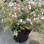 Abelia grandifl. Confetti 20-25 cm 2,0L