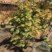 Acer palmatum 175-200 cm 20L