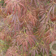 Acer pal. 'Dissectum Rubrifolium' 175-200 cm cont. 180L