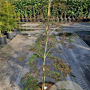 Acer pal. 'Garnet' 100-125 cm 20L