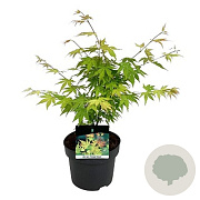 Acer pal. 'Orange Dream' 125-150 cm 20L