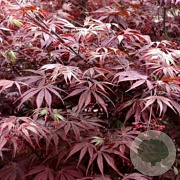 Acer pal. 'Sumi-nagashi' 200-250 cm cont. 80L