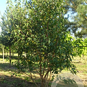 Acer tataricum ginnala 250-300 cm draadkluit meerstammig 350-400 diameter
