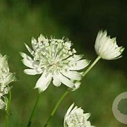 Astrantia maj. 'Superstar' GM 2,0L