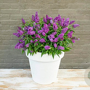 Buddleja d. B. Candy Little Purple GM 2,0L leverbaar