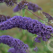 Buddleja d. 'Nanho Blue' GM 2,0L leverbaar