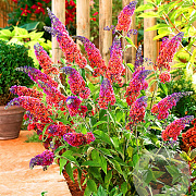 Buddleja weyer. 'Flower Power' GM 2,0L leverbaar