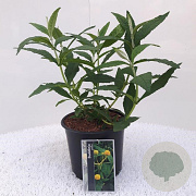 Buddleja globosa GM 7,5L leverbaar