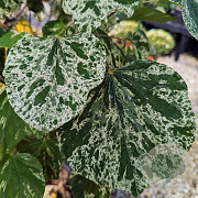 Cercis can. 'Alley Cat' 200-250 cm cont. 80L