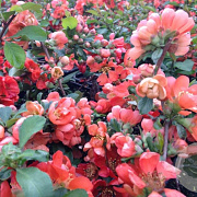 Chaenomeles j. 'Cido Red' 150-175 cm 20L 3 stok