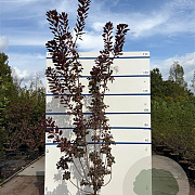 Cotinus cog. 'Royal Purple' 150-175 cm 20L