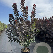 Cotinus cog. 'Royal Purple' 150-175 cm 20L