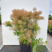 Cotinus cog. 'Young Lady' 80-100 cm 20L