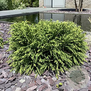 Cryptomeria j. 'Globosa Nana' 60-70 cm 20L breed