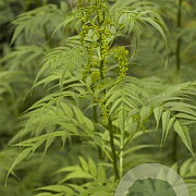 Datisca cannabina GM  P11