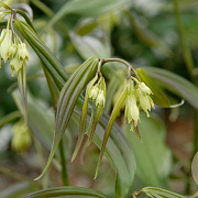 Disporum cantoniense 'Green Giant' GM P9