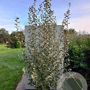 Elaeagnus 'Quicksilver' 175-200 cm 20L