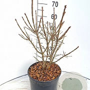 Euonymus alat. 'Compactus' 60-80 cm 10L