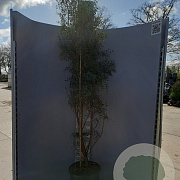 Eucalyptus gunnii France Blue 175-200 cm 20L