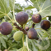 Ficus car. 'Rouge de Bordeaux' 80-100 cm 20L