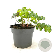 Geranium himalayense GM 2,0L