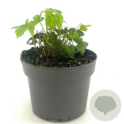 Geranium nodosum GM 2,0L