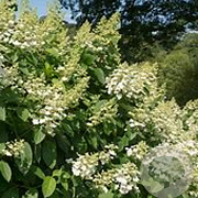 Hydrangea pan. 'Tardiva' GM 3,0L leverbaar