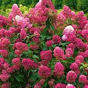 Hydrangea pan. 'Wim's Red' GM 3,0L leverbaar