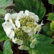 Hydrangea querc. Snow Queen GM 3,0L leverbaar