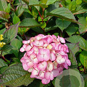 Hydrangea s. 'Preziosa' 60-80 cm 20L