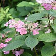Hydrangea s. 'Veerle' 60-80 cm 20L