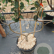 Malus d. 'Schone van Boskoop' GM 50L dubbele u vorm