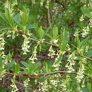 Oemleria cerasiformis 100-125 cm 20L