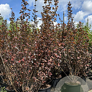 Physocarpus opulif. 'Diabolo' 175-200 cm 20L