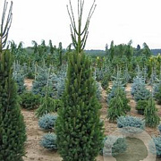 Picea a. 'Pyramidata' 300-350 cm cont. 180L