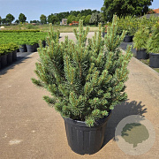 Pinus sylv. 'Watereri' 50-60 cm 20L