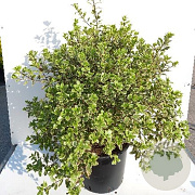 Pittosporum ten. 'Elizabeth' 60-80 cm 20L