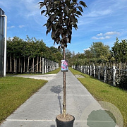 Prunus ser. 'Royal Burgundy' 250-300 cm cont. 110L