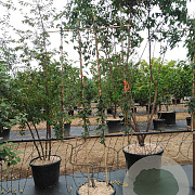 Pyrus c. 'Bon Chrétien Williams' GM 50L dubbele u vorm